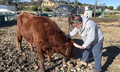 El español José Antonio Oria, con una de las vacas que convirtió en mascota para salvarlas del sacrificio. EFE/Fermín Cabanillas