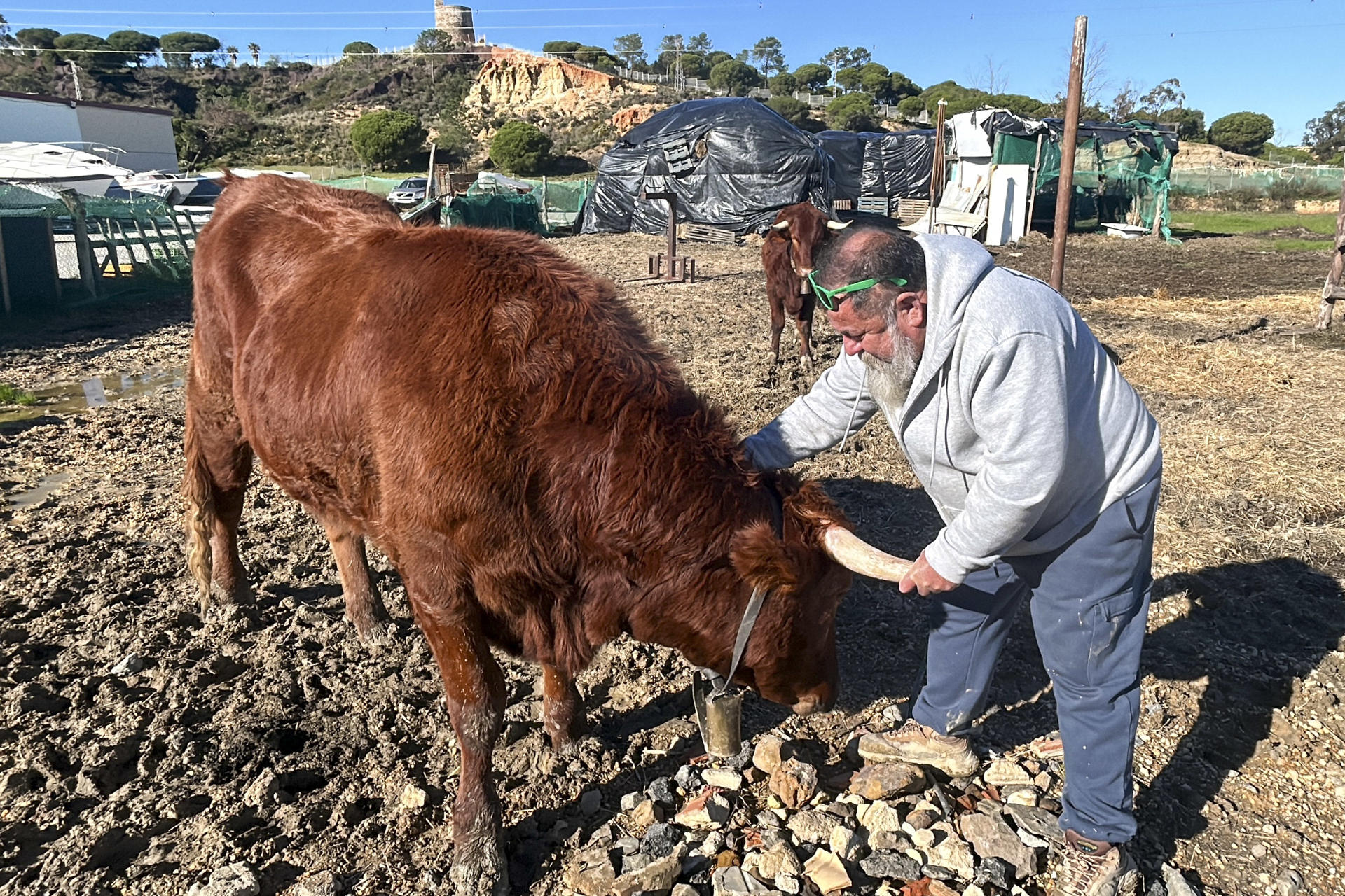 El español José Antonio Oria, con una de las vacas que convirtió en mascota para salvarlas del sacrificio. EFE/Fermín Cabanillas