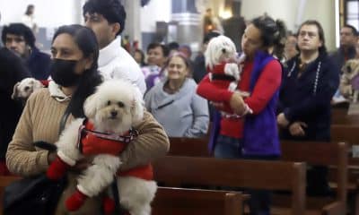 Personas llevan a sus mascotas a bendecir en el Día de San Antonio Abad este sábado, en la ciudad de Puebla (México). EFE/Hilda Ríos