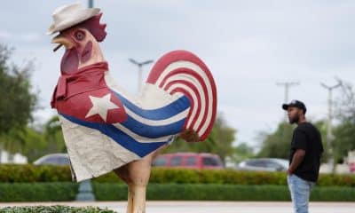 Una persona mira el icónico gallo vestido con los colores de la bandera de Cuba este miércoles, en el barrio de la pequeña Habana en Miami, Florida. (EE.UU.). EFE/ Alberto Boal