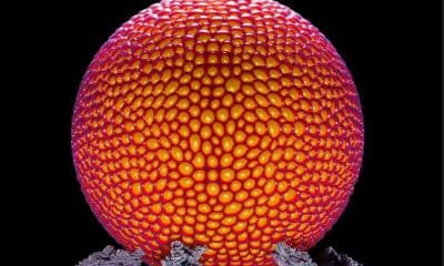 Representación 3D del nanomensajero transportando una vesícula a la superficie celular. Crédito: UPF/Dylan Godfrey