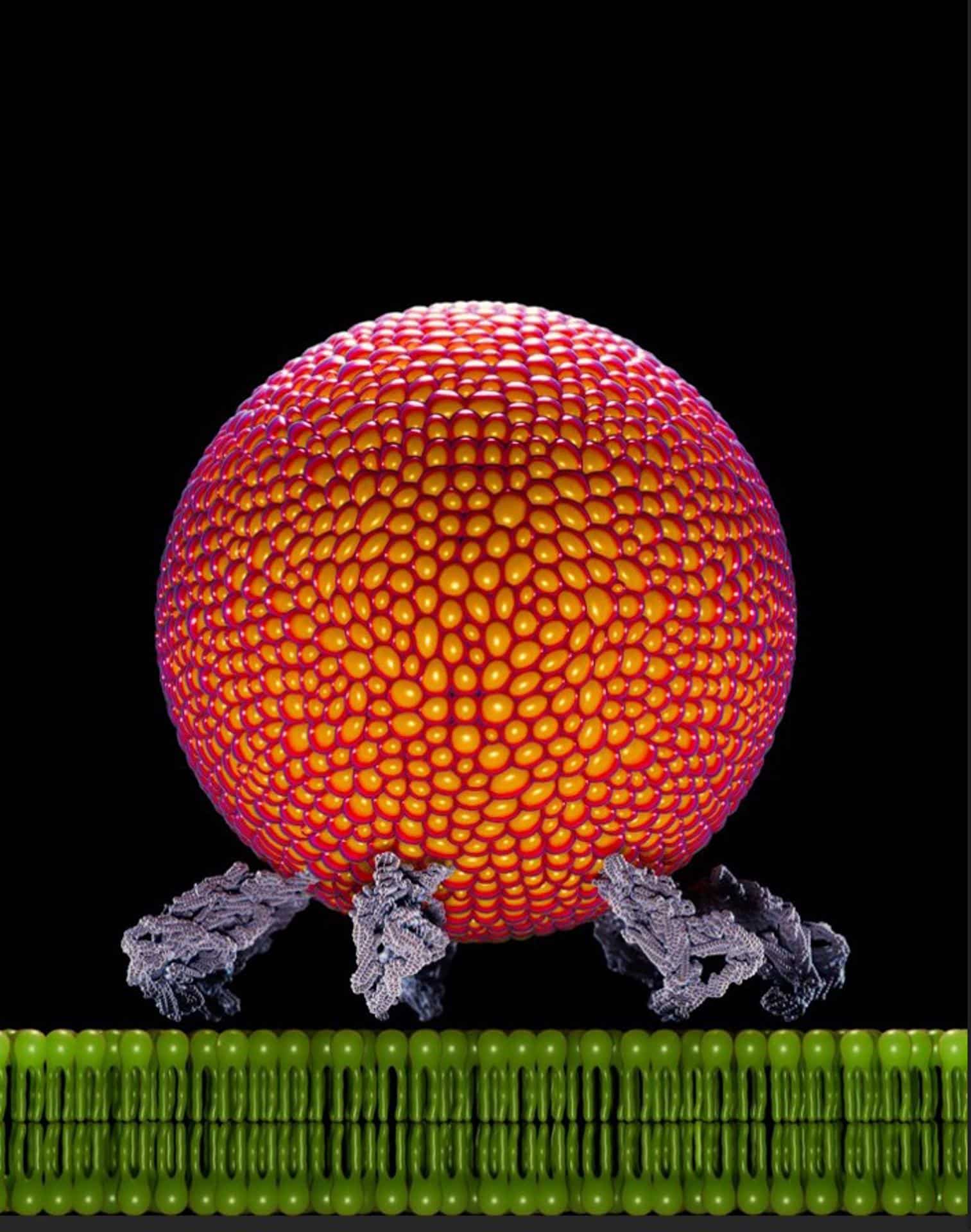 Representación 3D del nanomensajero transportando una vesícula a la superficie celular. Crédito: UPF/Dylan Godfrey