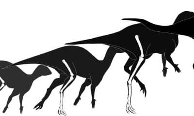 Un diminuto ornitópodo de 125 millones de años de antigüedad, con medio metro de longitud, es el dinosaurio más pequeño del mundo, una nueva especie que se ha hallado en los yacimientos paleontológicos de la sierra de la Demanda (Burgos), y que además se perfila como el eslabón primitivo en la evolución de los rhabdodóntidos. EFE/ Museo de Dinosaurios de Salas de los Infantes // SOLO USO EDITORIAL/SOLO DISPONIBLE PARA ILUSTRAR LA NOTICIA QUE ACOMPAÑA (CRÉDITO OBLIGATORIO)