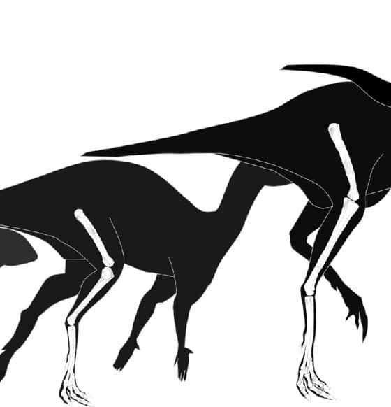 Un diminuto ornitópodo de 125 millones de años de antigüedad, con medio metro de longitud, es el dinosaurio más pequeño del mundo, una nueva especie que se ha hallado en los yacimientos paleontológicos de la sierra de la Demanda (Burgos), y que además se perfila como el eslabón primitivo en la evolución de los rhabdodóntidos. EFE/ Museo de Dinosaurios de Salas de los Infantes // SOLO USO EDITORIAL/SOLO DISPONIBLE PARA ILUSTRAR LA NOTICIA QUE ACOMPAÑA (CRÉDITO OBLIGATORIO)