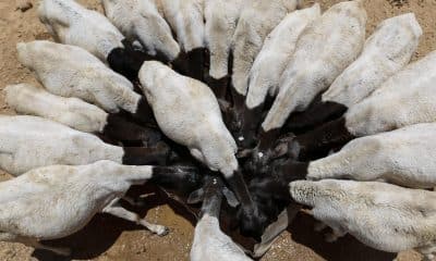En la imagen de archivo, un rebaño de ovejas bebe agua que ha sido transportada por camiones para los pastores de Bandarbeyla (Somalia). EFE/Dai Kurokawa