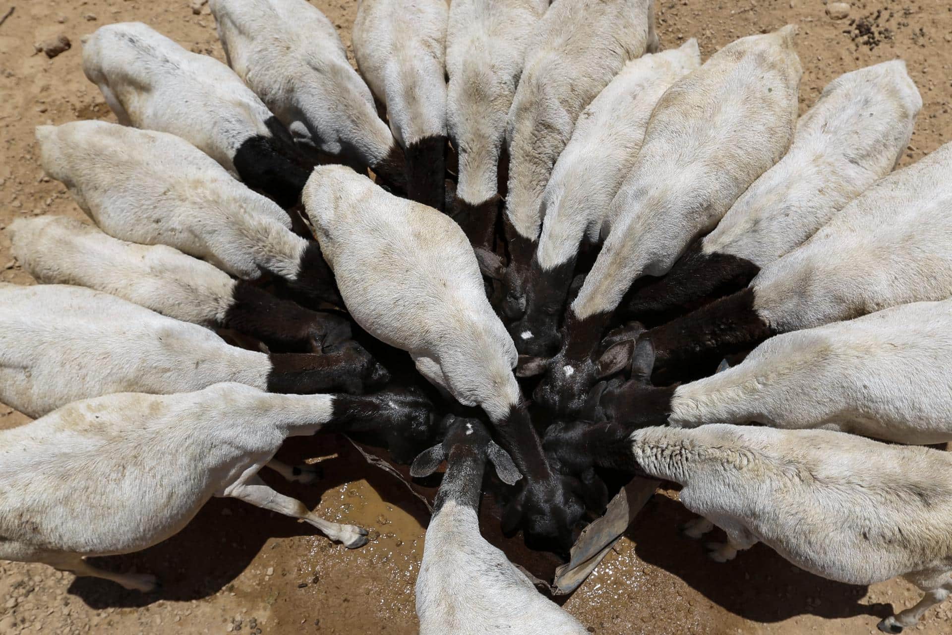 En la imagen de archivo, un rebaño de ovejas bebe agua que ha sido transportada por camiones para los pastores de Bandarbeyla (Somalia). EFE/Dai Kurokawa