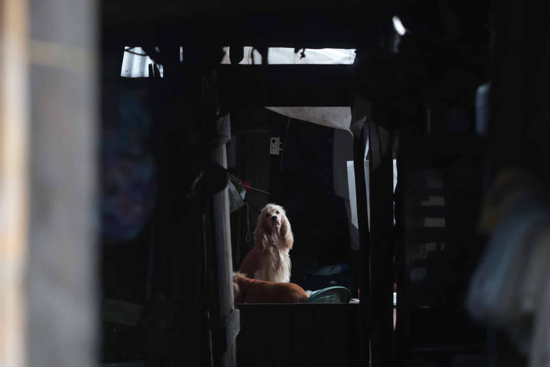 Un perro espera en el interior de una casa , en una imagen de archivo. EFE/ Gabriel Rodríguez