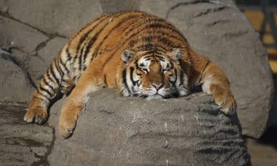 Cerca de doscientos tigres siberianos de una reserva en el norte de China se encuentran a dieta bajo un régimen de "ayuno intermitente" para paliar los efectos del atracón de comida durante el Año Nuevo Lunar, cuando reciben gran cantidad de alimentos de los cientos de turistas que visitan el parque en el que viven. EFE/Lorena Cantó