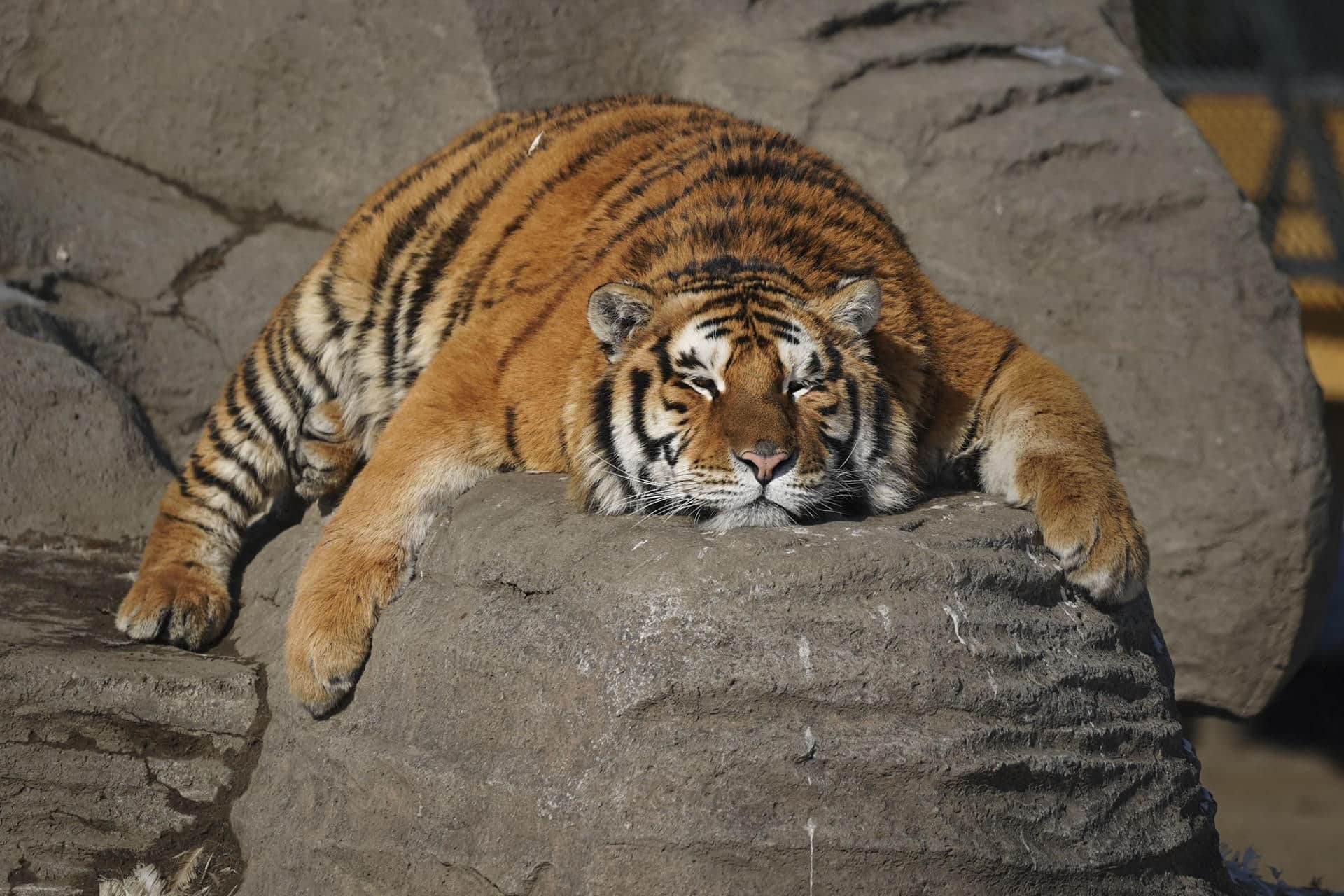 Cerca de doscientos tigres siberianos de una reserva en el norte de China se encuentran a dieta bajo un régimen de "ayuno intermitente" para paliar los efectos del atracón de comida durante el Año Nuevo Lunar, cuando reciben gran cantidad de alimentos de los cientos de turistas que visitan el parque en el que viven. EFE/Lorena Cantó