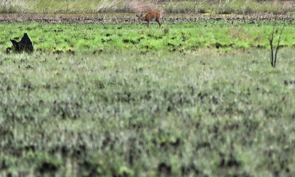 Un ciervo camina entre la vegetación, en una fotografía de archivo. EFE/Andre Borges