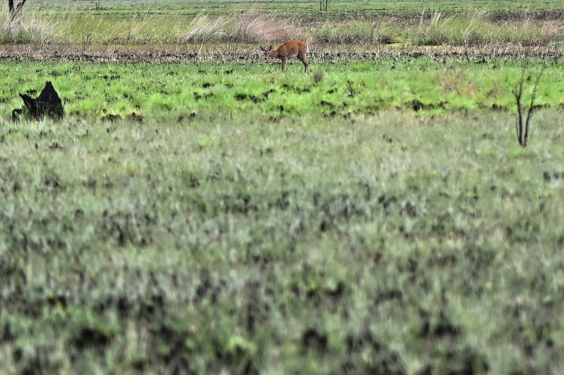 Un ciervo camina entre la vegetación, en una fotografía de archivo. EFE/Andre Borges