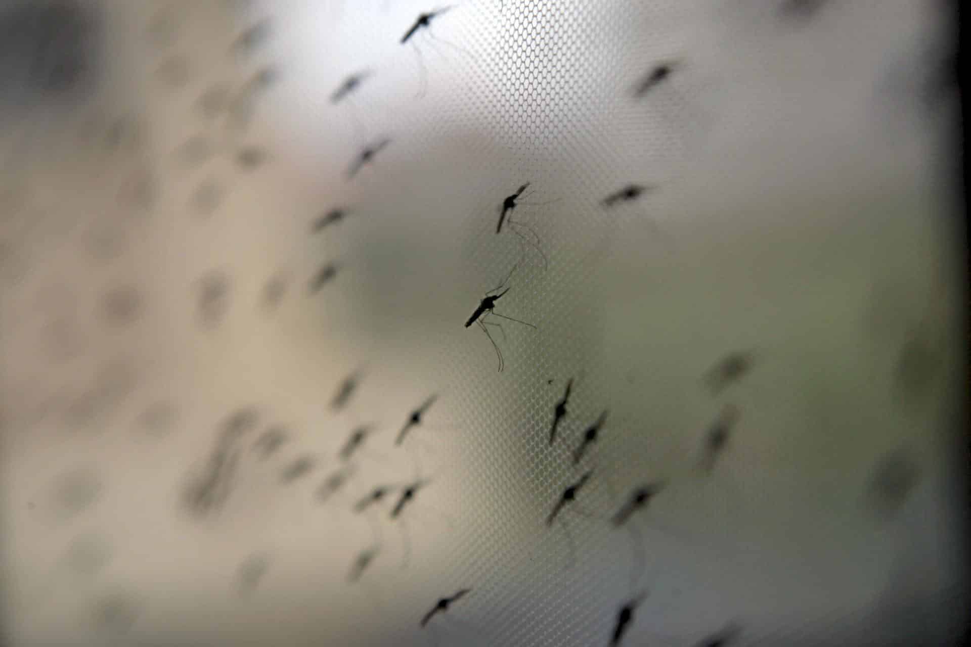 Mosquitos de la especie Anopheles, en una fotografía de archivo. EFE/STEPHEN MORRISON