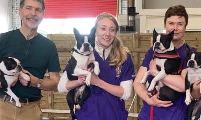 Cuatro participantes en el estudio sobre Boston Terriers con los autores de la investigación. Crédito: Fran Tomlinson/Imagencedida por la Facultad de Veterinaria de Cambridge /SOLO USO EDITORIAL.