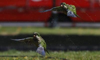 Fotografía de loros volando frente a un chorro de agua. Imagen de archivo. EFE/ Elvis González