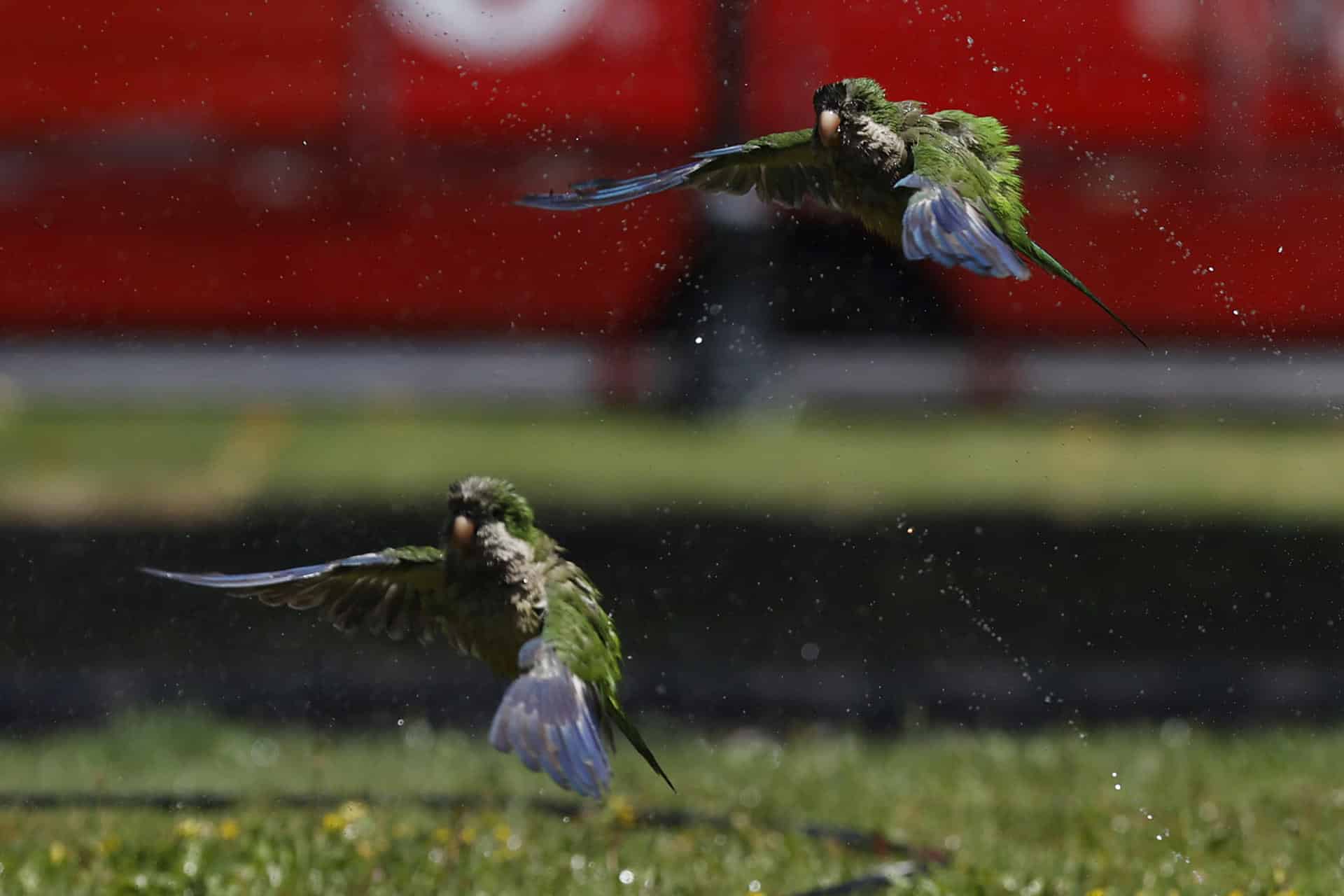 Fotografía de loros volando frente a un chorro de agua. Imagen de archivo. EFE/ Elvis González