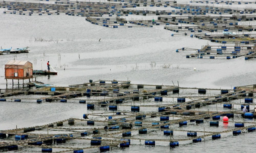 En la imagen de archivo, vista general de una granja piscícola en el río Nilo, en el pueblo de Rashid (Egipto). EFE/KHALED EL-FIQI