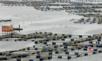 En la imagen de archivo, vista general de una granja piscícola en el río Nilo, en el pueblo de Rashid (Egipto). EFE/KHALED EL-FIQI