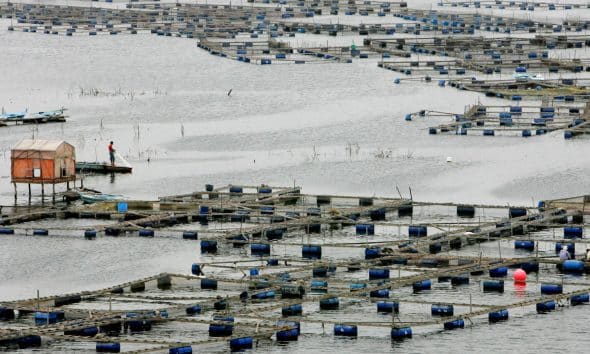 En la imagen de archivo, vista general de una granja piscícola en el río Nilo, en el pueblo de Rashid (Egipto). EFE/KHALED EL-FIQI
