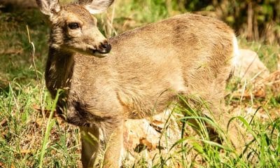 Fotografía divulgada por Save the Catalina Island Deer tomada por Nick Morrow a uno de los ciervos de la Isla Catalina en California, que fueron introducidos en el lugar desde comienzos del siglo pasado para promover la caza entre los habitantes, pero su población se ha multiplicado que ha sido imposible controlar su reproducción.  EFE/Nick Morrow/Save the Catalina Island Deer /SOLO USO EDITORIAL /NO VENTAS /SOLO DISPONIBLE PARA ILUSTRAR LA NOTICIA QUE ACOMPAÑA /CRÉDITO OBLIGATORIO
