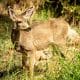 Fotografía divulgada por Save the Catalina Island Deer tomada por Nick Morrow a uno de los ciervos de la Isla Catalina en California, que fueron introducidos en el lugar desde comienzos del siglo pasado para promover la caza entre los habitantes, pero su población se ha multiplicado que ha sido imposible controlar su reproducción.  EFE/Nick Morrow/Save the Catalina Island Deer /SOLO USO EDITORIAL /NO VENTAS /SOLO DISPONIBLE PARA ILUSTRAR LA NOTICIA QUE ACOMPAÑA /CRÉDITO OBLIGATORIO