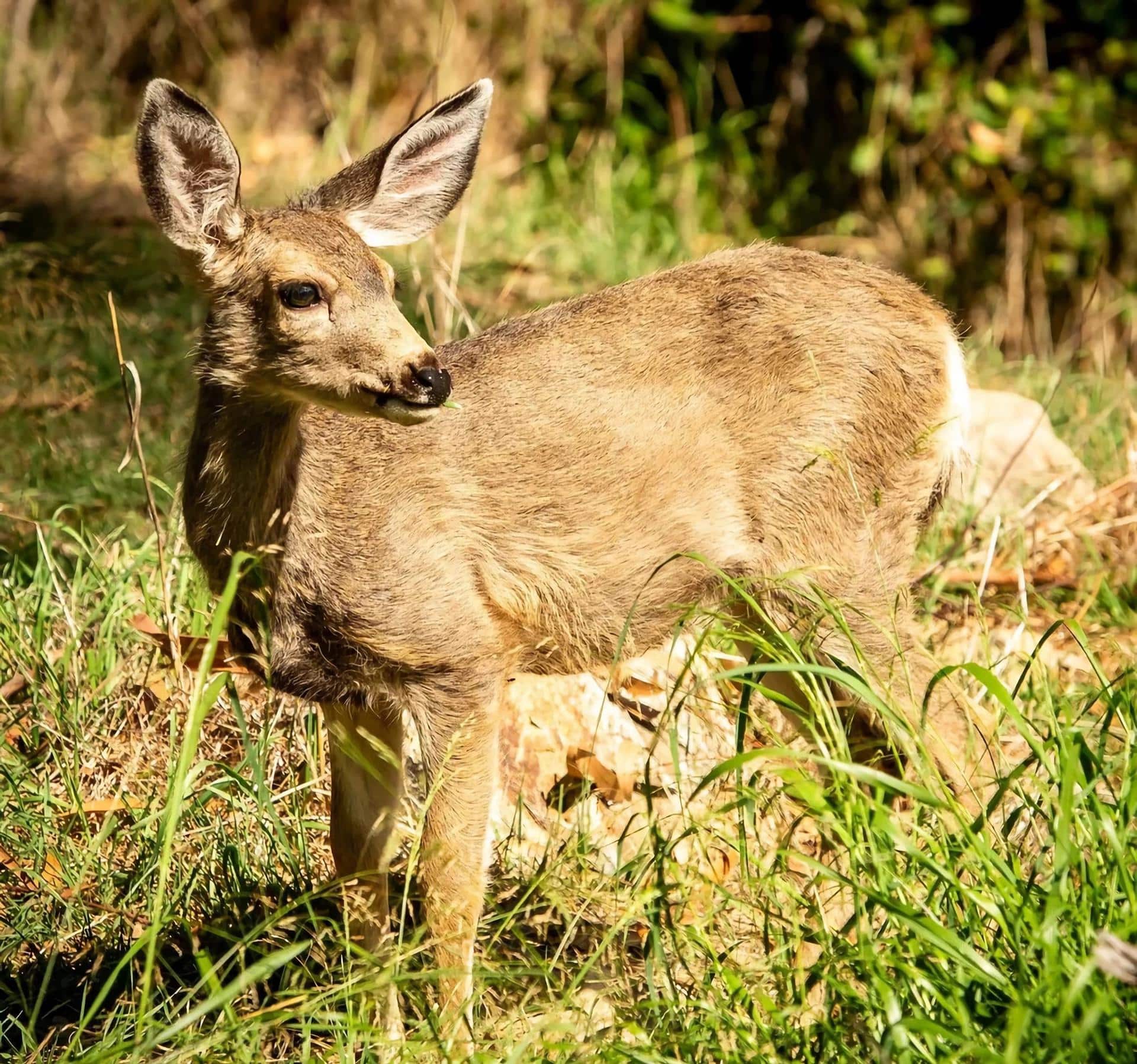 Fotografía divulgada por Save the Catalina Island Deer tomada por Nick Morrow a uno de los ciervos de la Isla Catalina en California, que fueron introducidos en el lugar desde comienzos del siglo pasado para promover la caza entre los habitantes, pero su población se ha multiplicado que ha sido imposible controlar su reproducción.  EFE/Nick Morrow/Save the Catalina Island Deer /SOLO USO EDITORIAL /NO VENTAS /SOLO DISPONIBLE PARA ILUSTRAR LA NOTICIA QUE ACOMPAÑA /CRÉDITO OBLIGATORIO