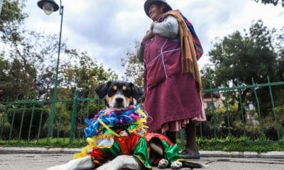Una mujer sostiene a su perro disfrazado de 'Pepino' durante un desfile de mascotas en La Paz (Bolivia). EFE/ Gabriel Márquez