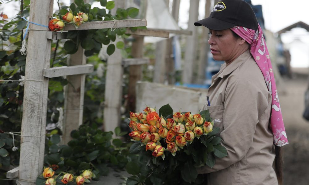 Fotografía del 3 de febrero de 2026 de una mujer recolectando rosas en una finca en Sopó (Colombia). EFE/ Carlos Ortega
