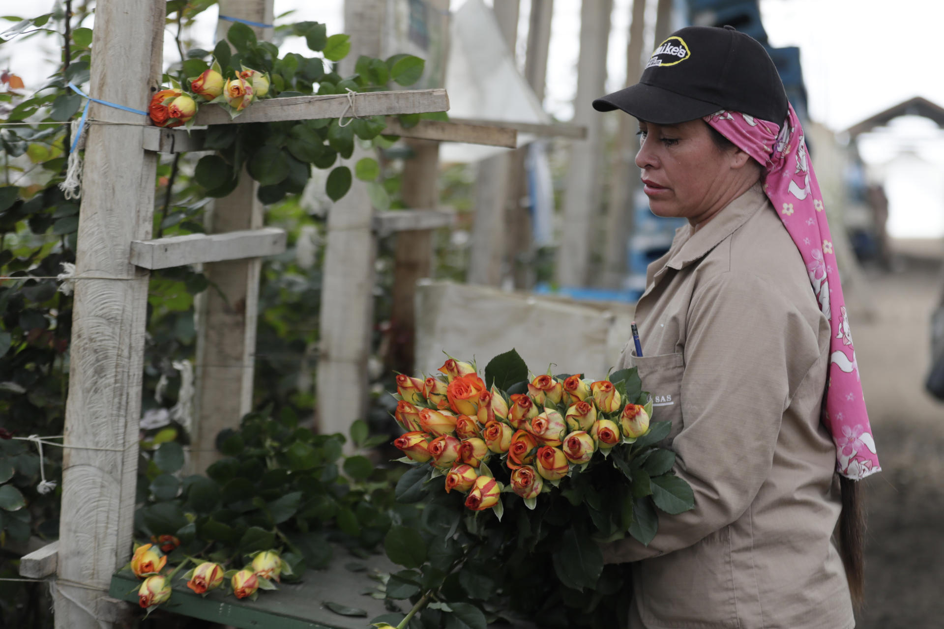 Fotografía del 3 de febrero de 2026 de una mujer recolectando rosas en una finca en Sopó (Colombia). EFE/ Carlos Ortega