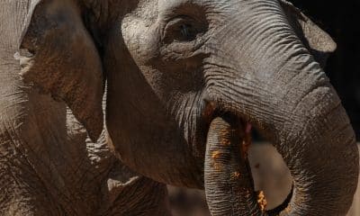 La elefante 'Trompita' come durante la celebración de su cumpleaños 65 este sábado, en el Zoológico La Aurora en Ciudad de Guatemala (Guatemala). Durante la jornada de celebración Trompita recibió frutas y alimentos que forman parte de su dieta, acompañada de espectadores que visitaron el Zoológico. EFE/ Mariano Macz