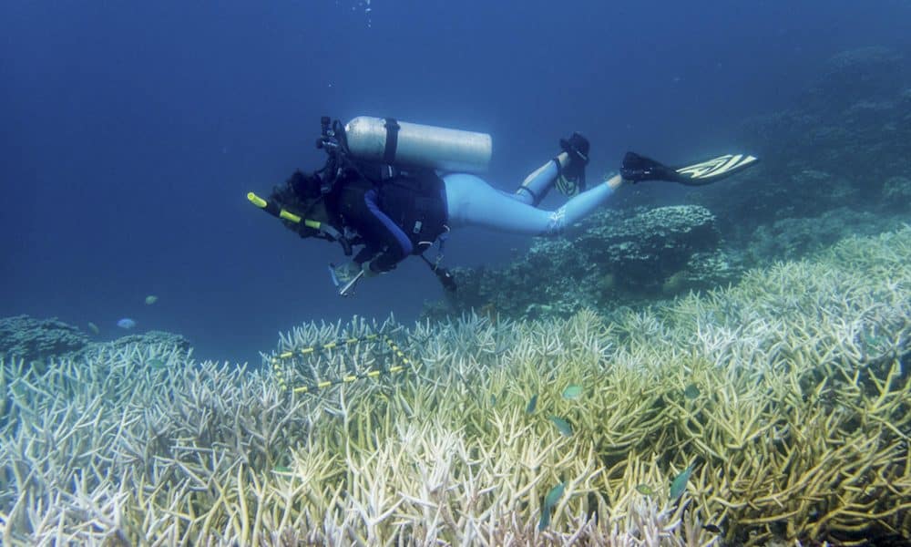 Fotografía de octubre de 2017 cedida por Smithsonian que muestra a investigadora de la Universidad de Guam, la Dra. Laurie Raymundo, realizando una evaluación sanitaria a un arrecife. EFE/ Smithsonian/ Dave Burdick /SOLO USO EDITORIAL/ NO VENTAS/ SOLO DISPONIBLE PARA ILUSTRAR LA NOTICIA QUE ACOMPAÑA (CRÉDITO OBLIGATORIO)