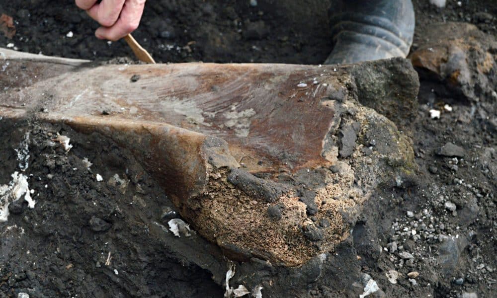 Fotografía sin fecha especificada de toma cedida por el Ministerio de Cultura de Costa Rica que muestra un fósil en un terreno en Cartago (Costa Rica). EFE/ Ministerio de Cultura