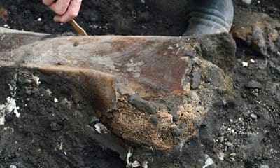 Fotografía sin fecha especificada de toma cedida por el Ministerio de Cultura de Costa Rica que muestra un fósil en un terreno en Cartago (Costa Rica). EFE/ Ministerio de Cultura