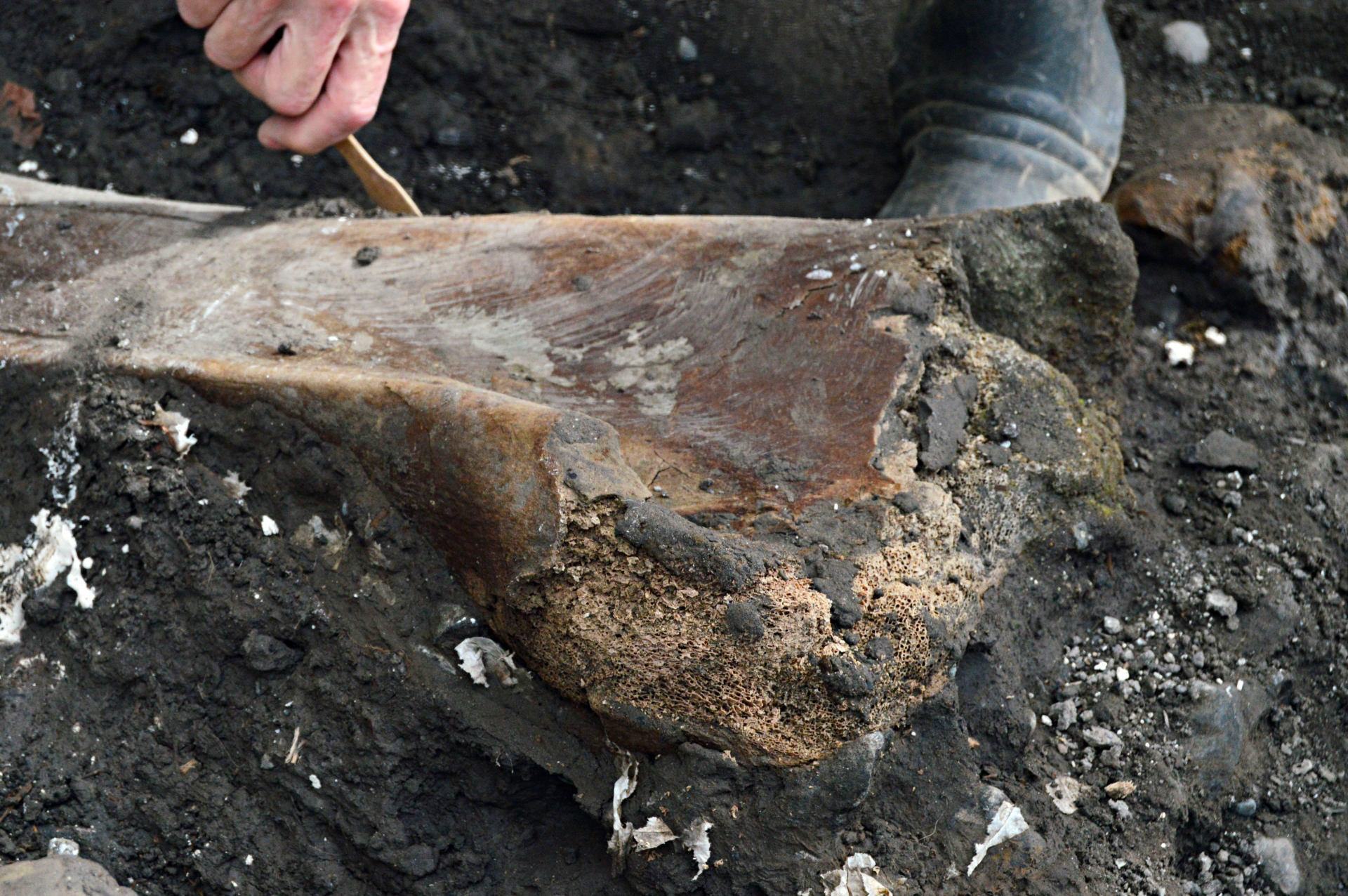 Fotografía sin fecha especificada de toma cedida por el Ministerio de Cultura de Costa Rica que muestra un fósil en un terreno en Cartago (Costa Rica). EFE/ Ministerio de Cultura