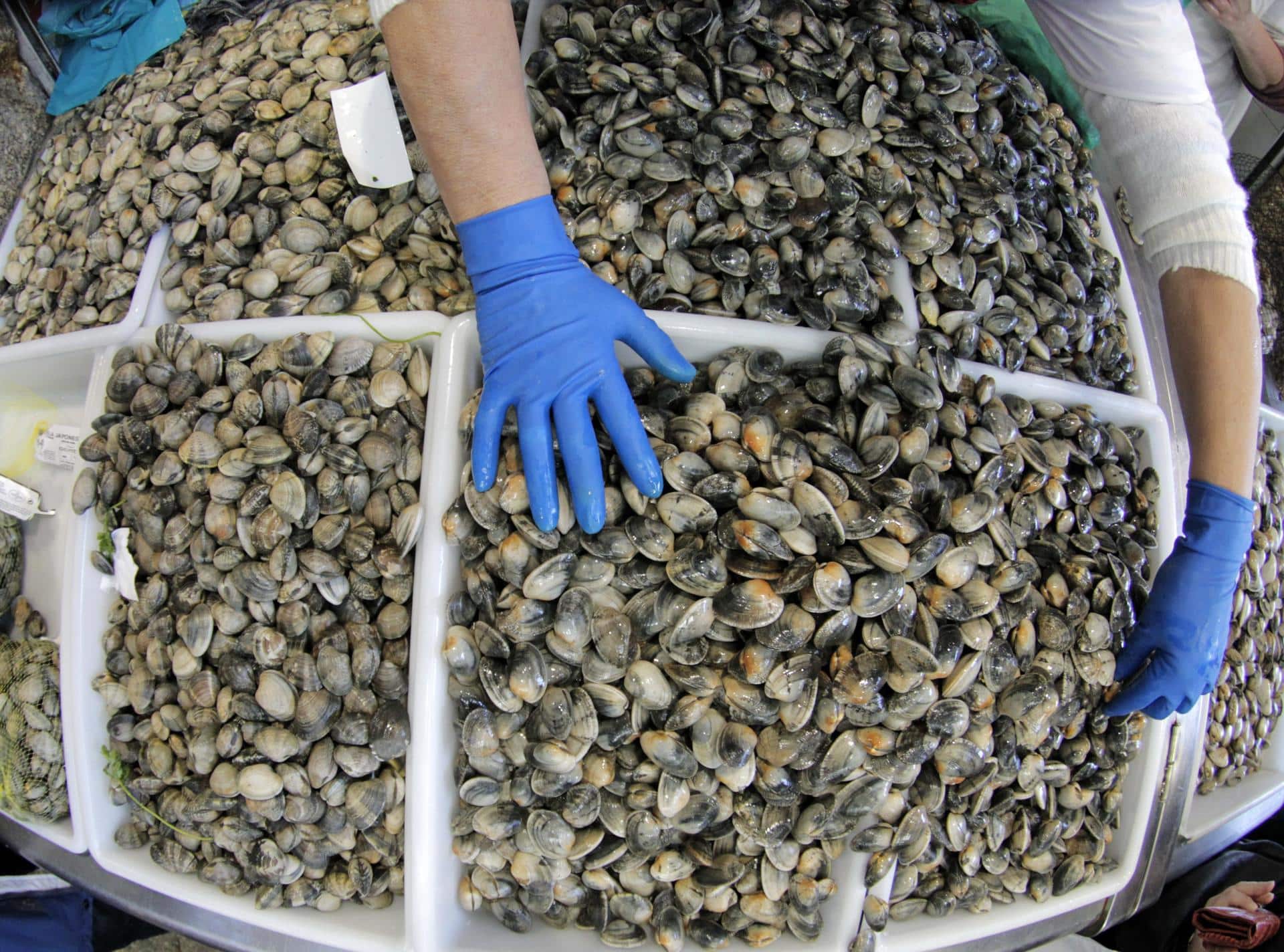 En la imagen de archivo, una pescadera coloca almejas en la plaza de abastos de Santiago de Compostela (España). EFE/Lavandeira jr