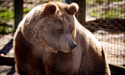 Fotografía cedida por Four paws que muestra a la Osa Florencia en el Zoológico de Luján (Argentina). EFE/ Four Paws