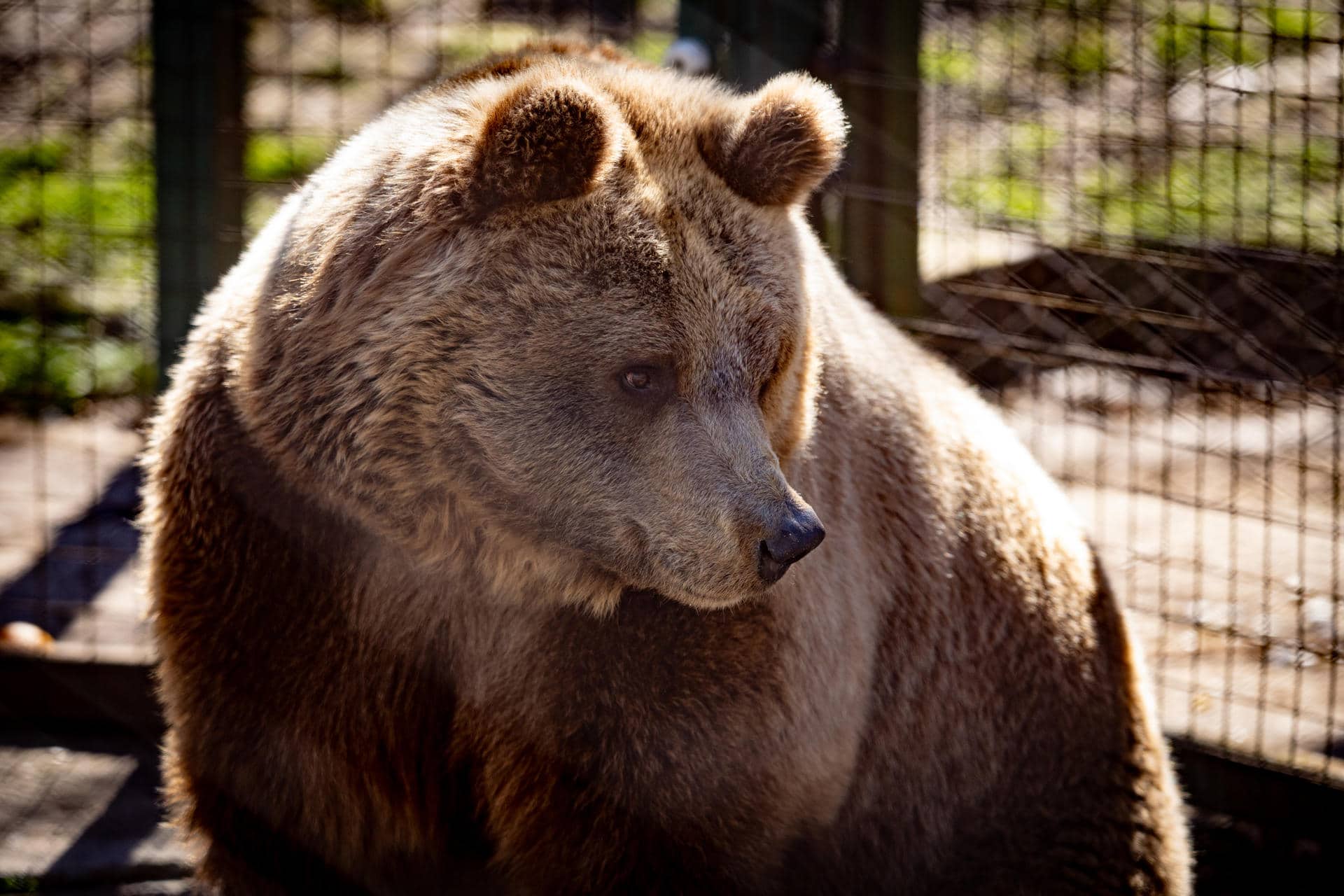 Fotografía cedida por Four paws que muestra a la Osa Florencia en el Zoológico de Luján (Argentina). EFE/ Four Paws