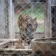 Fotografía de archivo, tomada el 20/09/2019, que muestra a un tigre en un santuario en la provincia de Ratchaburi, Tailandia. EFE/EPA/RUNGROJ YONGRIT