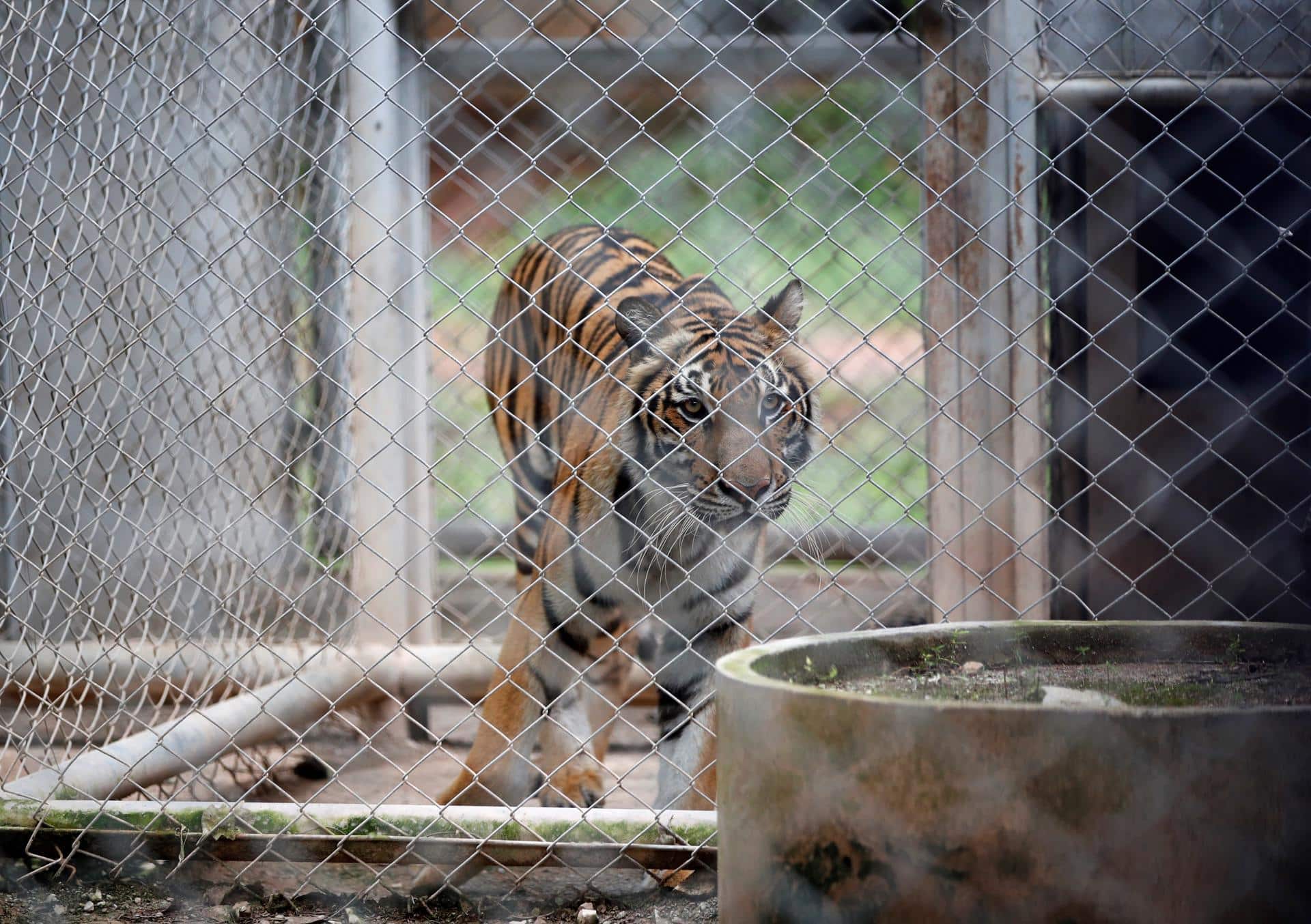Fotografía de archivo, tomada el 20/09/2019, que muestra a un tigre en un santuario en la provincia de Ratchaburi, Tailandia. EFE/EPA/RUNGROJ YONGRIT