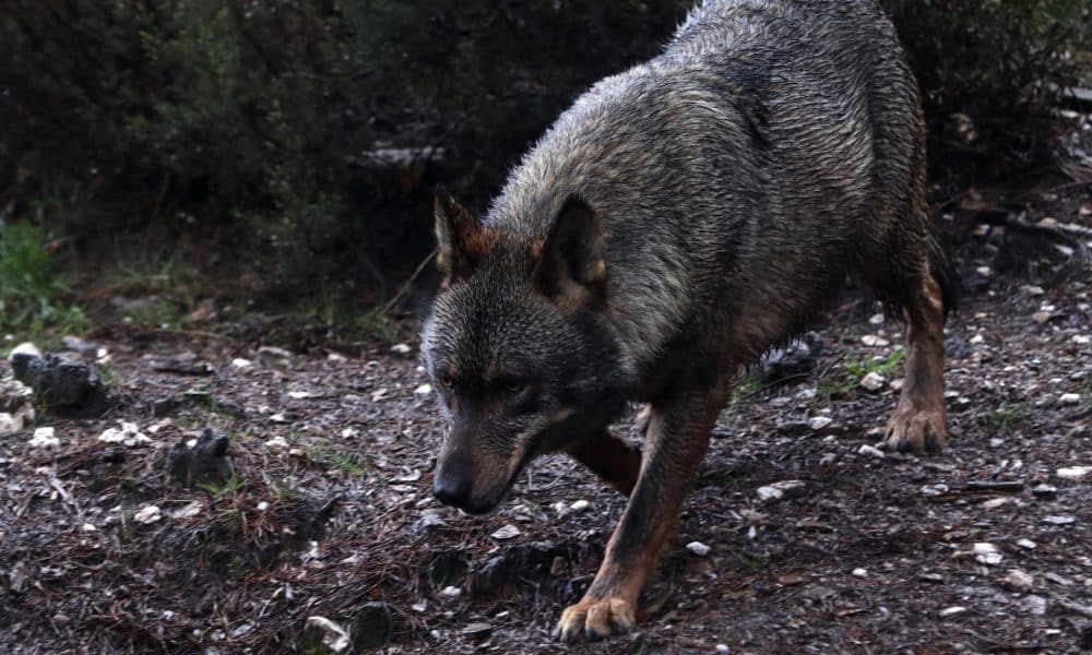 Archivo. EFE/Mariam A. Montesinos