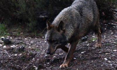 Archivo. EFE/Mariam A. Montesinos