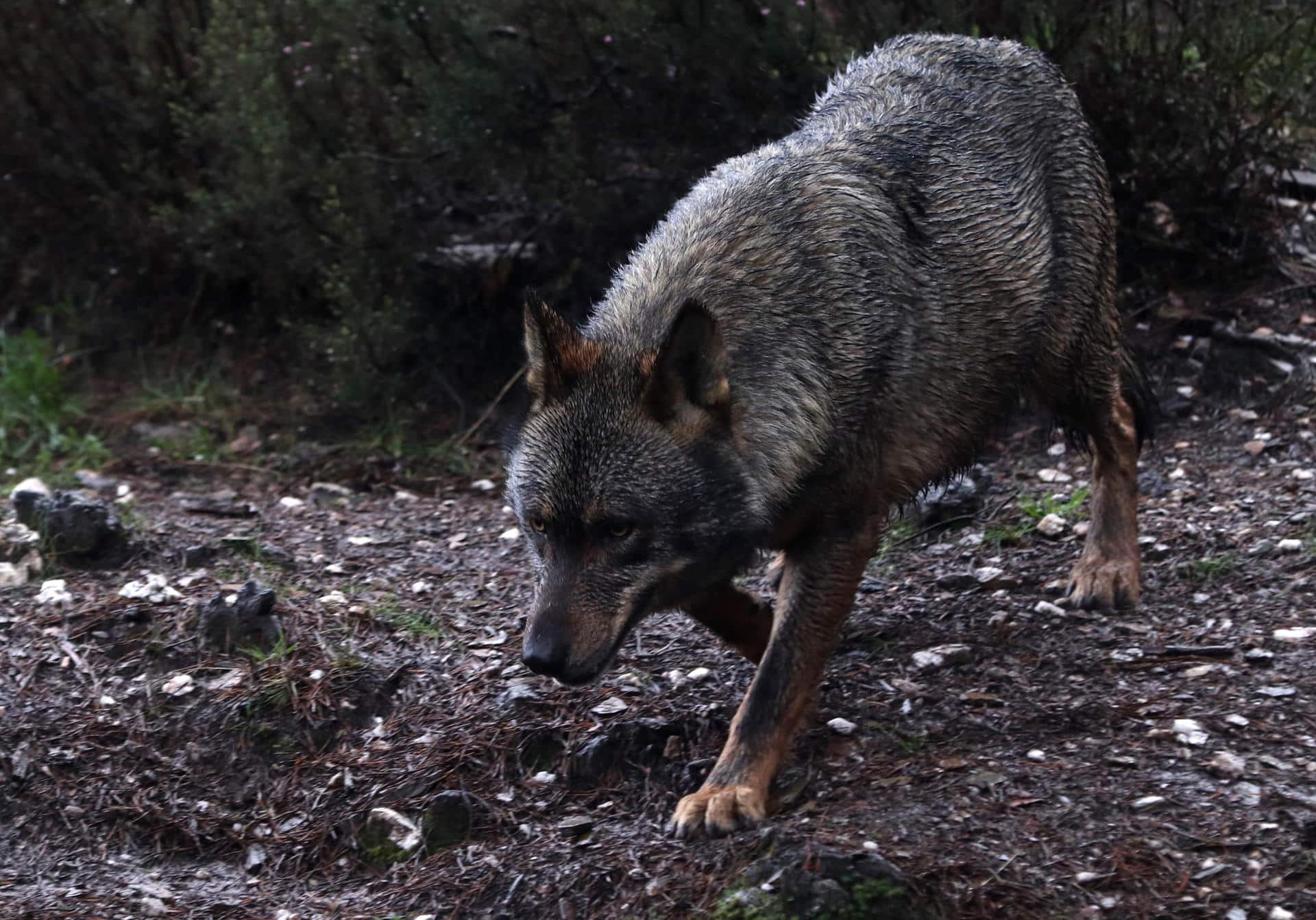 Archivo. EFE/Mariam A. Montesinos