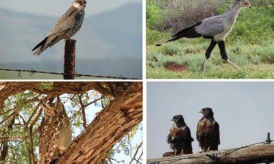 La mitad de las grandes aves y rapaces del continente africano han sufrido descensos poblacionales superiores al 50 por ciento durante los últimos 16 años debido sobre todo a las presiones humanas, cambios de uso del suelo, conflictos con ganaderos, infraestructuras 'peligrosas' para ellas como los parques eólicos o los efectos del cambio climático. En la imagen, varias aves africanas. Fotografía facilitada por el Museo Nacional de Ciencias Naturales (MNCN-CSIC)/ Ronelle Visagie