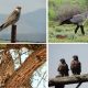 La mitad de las grandes aves y rapaces del continente africano han sufrido descensos poblacionales superiores al 50 por ciento durante los últimos 16 años debido sobre todo a las presiones humanas, cambios de uso del suelo, conflictos con ganaderos, infraestructuras 'peligrosas' para ellas como los parques eólicos o los efectos del cambio climático. En la imagen, varias aves africanas. Fotografía facilitada por el Museo Nacional de Ciencias Naturales (MNCN-CSIC)/ Ronelle Visagie