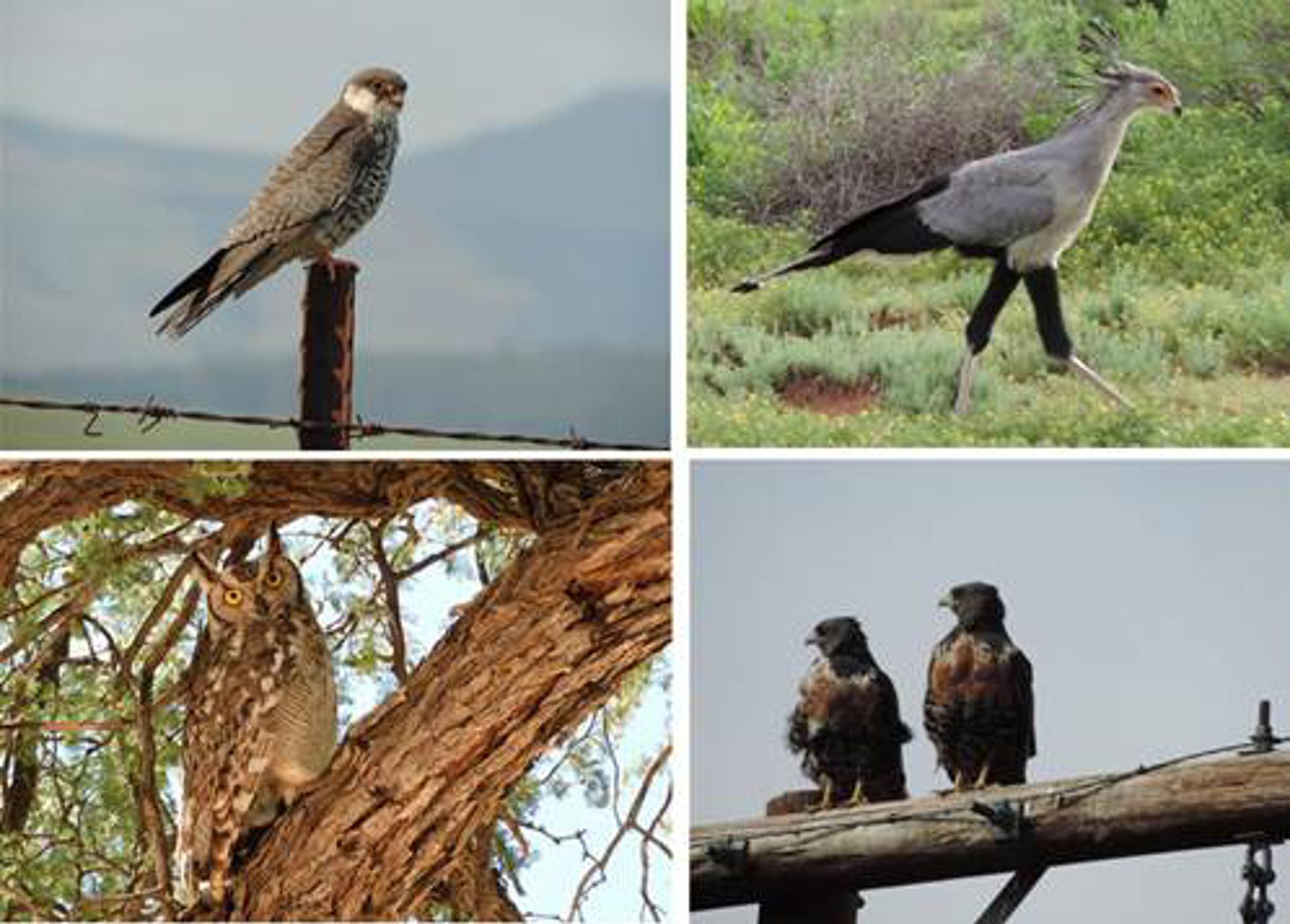 La mitad de las grandes aves y rapaces del continente africano han sufrido descensos poblacionales superiores al 50 por ciento durante los últimos 16 años debido sobre todo a las presiones humanas, cambios de uso del suelo, conflictos con ganaderos, infraestructuras 'peligrosas' para ellas como los parques eólicos o los efectos del cambio climático. En la imagen, varias aves africanas. Fotografía facilitada por el Museo Nacional de Ciencias Naturales (MNCN-CSIC)/ Ronelle Visagie