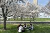 Personas comparten sentadas debajo de árboles de cerezos florecidos este jueves, en la cuenca Tidal en Washington (EE.UU.). Paseos en barca, sesiones de fotos, excursiones escolares y una oleada de turistas vuelven a abarrotar Washington para celebrar la floración de los cerezos, el acontecimiento más emblemático de la ciudad que ha llegado antes de lo estimado en el año del 250 aniversario de la independencia estadounidense, para el cual la ciudad se ha engalanado. EFE/ Leonor Trinidad
