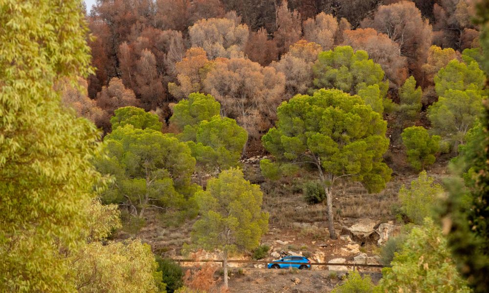 Vista de pinos secándose debido a la sequía, en una imagen de archivo de octubre de 2024. EFE/Marcial Guillén