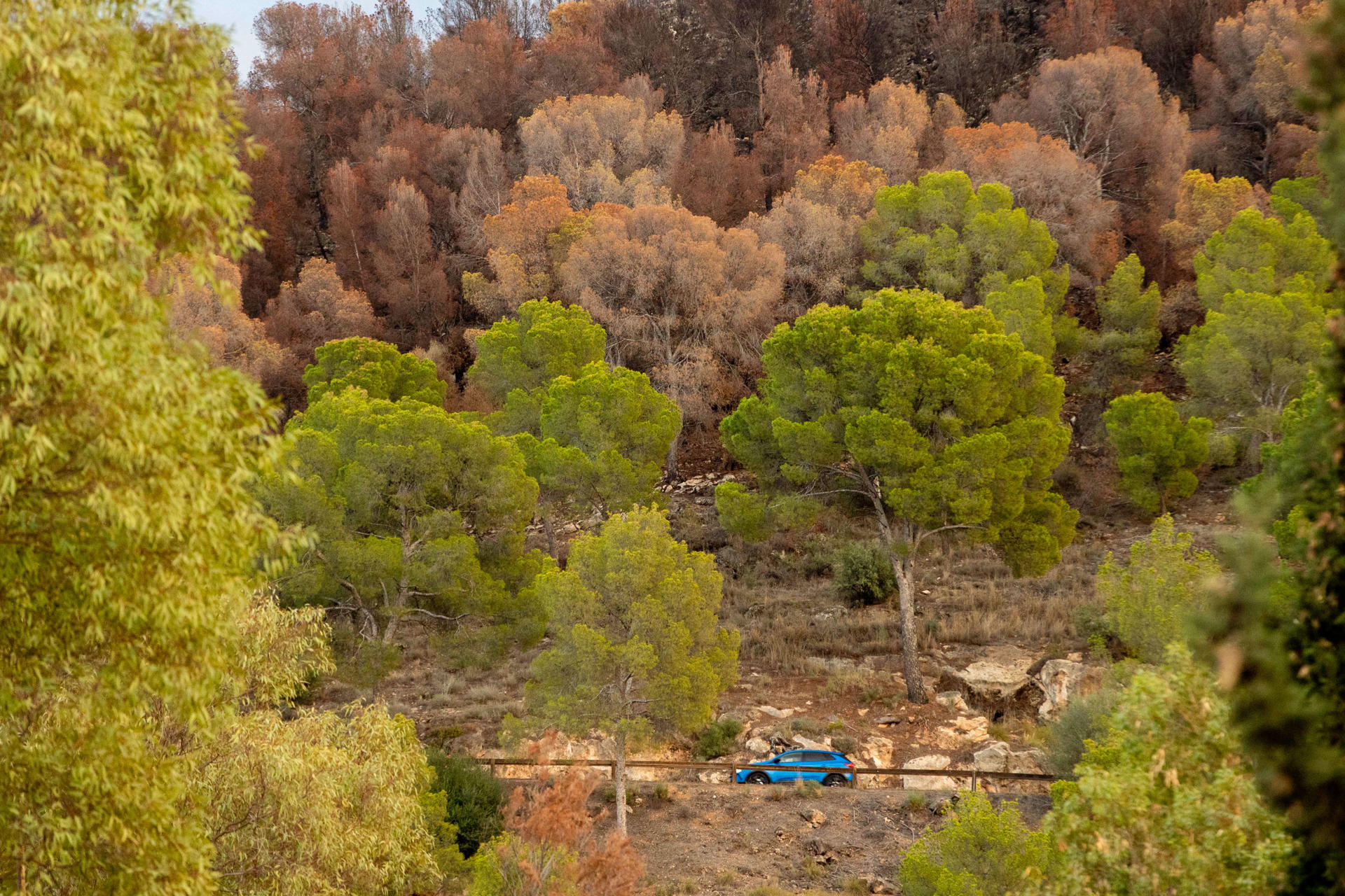 Vista de pinos secándose debido a la sequía, en una imagen de archivo de octubre de 2024. EFE/Marcial Guillén