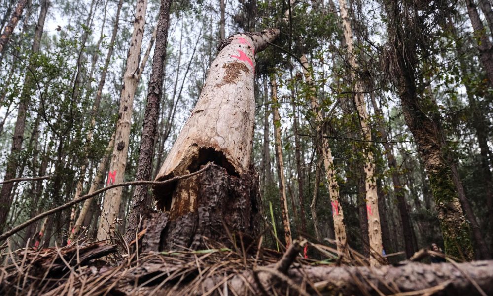 En la imagen de archivo, árboles infectados con el nematodo del pino en una zona del bosque de las Landas, en el municipio de Seignosse, departamento de Landas, suroeste de Francia. EFE/EPA/GUILLAUME PINON
 
//////////
 
SEIGNOSSE (France), 06/11/2025.- Pine wilt nematode infected trees are seen in an area of the Landes forest, in the municipality of Seignosse, Landes department, southwestern France, 06 November 2025. French authorities have announced the first detection of the destructive pinewood nematode (Bursaphelenchus xylophilus) in the forests of the Landes department. This microscopic worm, which is particularly deadly to maritime pine, is a major concern for the French forestry sector due to the significant environmental and economic impacts on the Landes forest, Europe's largest man-made forest, covering about 1 to 1.3 million hectares, of mostly maritime pine. (Francia) EFE/EPA/GUILLAUME PINON