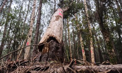 En la imagen de archivo, árboles infectados con el nematodo del pino en una zona del bosque de las Landas, en el municipio de Seignosse, departamento de Landas, suroeste de Francia. EFE/EPA/GUILLAUME PINON
 
//////////
 
SEIGNOSSE (France), 06/11/2025.- Pine wilt nematode infected trees are seen in an area of the Landes forest, in the municipality of Seignosse, Landes department, southwestern France, 06 November 2025. French authorities have announced the first detection of the destructive pinewood nematode (Bursaphelenchus xylophilus) in the forests of the Landes department. This microscopic worm, which is particularly deadly to maritime pine, is a major concern for the French forestry sector due to the significant environmental and economic impacts on the Landes forest, Europe's largest man-made forest, covering about 1 to 1.3 million hectares, of mostly maritime pine. (Francia) EFE/EPA/GUILLAUME PINON
