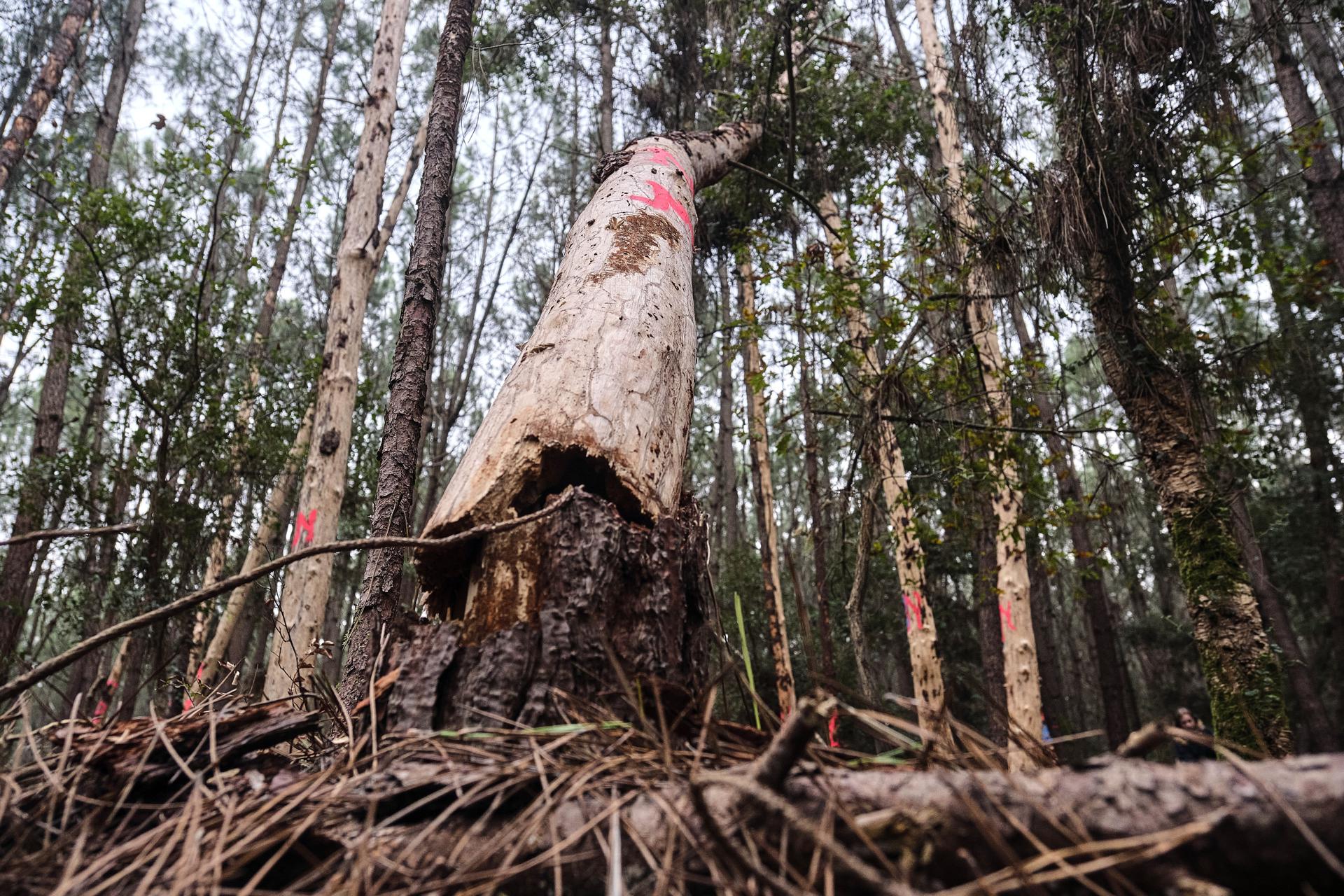 En la imagen de archivo, árboles infectados con el nematodo del pino en una zona del bosque de las Landas, en el municipio de Seignosse, departamento de Landas, suroeste de Francia. EFE/EPA/GUILLAUME PINON
 
//////////
 
SEIGNOSSE (France), 06/11/2025.- Pine wilt nematode infected trees are seen in an area of the Landes forest, in the municipality of Seignosse, Landes department, southwestern France, 06 November 2025. French authorities have announced the first detection of the destructive pinewood nematode (Bursaphelenchus xylophilus) in the forests of the Landes department. This microscopic worm, which is particularly deadly to maritime pine, is a major concern for the French forestry sector due to the significant environmental and economic impacts on the Landes forest, Europe's largest man-made forest, covering about 1 to 1.3 million hectares, of mostly maritime pine. (Francia) EFE/EPA/GUILLAUME PINON
